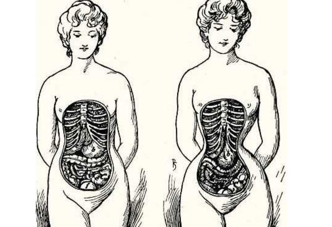 waist trainer before and after organs